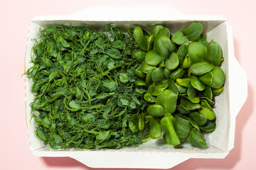 Microgreens in a disposable eco paper box of sunflower seeds. Idea for a healthy vegan food delivery service. green microgreen advertising. Micro greens in a basket on a pink background