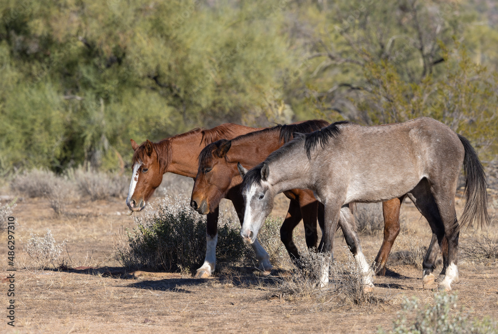 Poster Wild horses Near the Salt River in the Arizona Desert