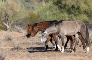 Obraz premium Wild horses Near the Salt River in the Arizona Desert