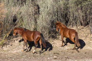 Wild horses Near the Salt River in the Arizona Desert