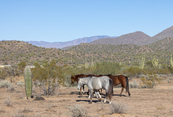 Wild horses Near the Salt River in the Arizona Desert