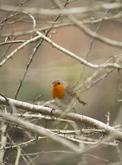Robins in the forest of Mount Ulia, Euskadi