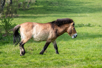 Przewalskis horse side view. This stocky breed of wild horse was extinct in the wild until breeding...