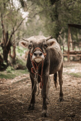 vaca o toro  andina viendo adelante para fondos o diseños  ... Andean cow or bull looking ahead...