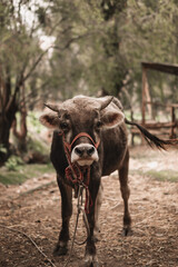 vaca o toro  andina viendo adelante para fondos o diseños  ... Andean cow or bull looking ahead...