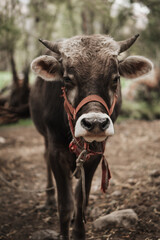 vaca o toro  andina viendo adelante para fondos o diseños  ... Andean cow or bull looking ahead...