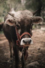 vaca o toro  andina viendo adelante para fondos o diseños  ... Andean cow or bull looking ahead for backgrounds or designs