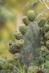 tuna o nepal creciendo para fondos y dise&ntilde;os.. 
prickly pear or nepal growing for backgrounds and designs 