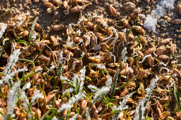 grass covered with ice and frost in the winter season