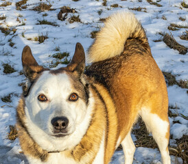 The Siberian Husky stands on the snow and the jury