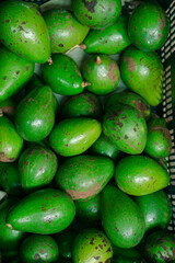 fondo de palta aguacate para fondos y diseños. ... avocado background for backgrounds and designs.