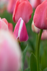 Fototapeta premium Beautiful colorful tulips at the tulip festival. Beauty of nature. Spring, youth, growth concept. 