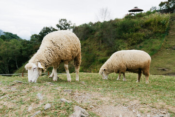 Obraz na płótnie Canvas Sheep in the Field