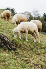 Obraz na płótnie Canvas Sheep and Lambs in the Field at a Farm