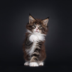 Adorable black tabby with white Maine Coon cat kitten, sitting up facing front. Looking and pointing paw to lens. Isolated on a black background.