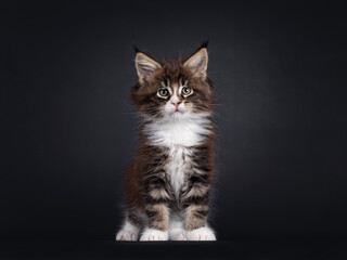 Adorable black tabby with white Maine Coon cat kitten, sitting up facing front. Looking towards camera. Isolated on a black background.