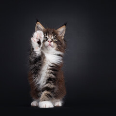 Fototapeta na wymiar Adorable black tabby with white Maine Coon cat kitten, sitting up facing front. Looking up with one paw playful in air. Isolated on a black background.