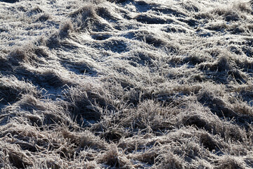 grass covered with ice and frost in the winter season