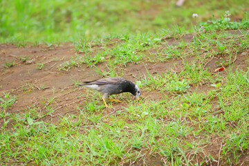 日本、神奈川県の初夏、食べ物を探すムクドリ