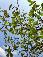 Terminalia catappa Common names Country-almond, Indian-almond, Malabar-almond and tropical-almond. With fresh green leaves viewed from under the tree in the garden, green leaves on a blue background
