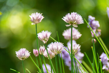 Schnittlauch mit rosa Blüten in einem Garten im Sommer 