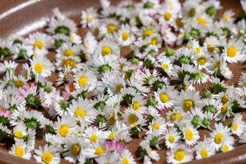 Blütenköpfe von Gänseblümchen auf einem braunen Teller © kwarner