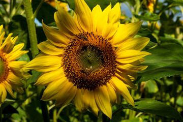 Sonnenblume auf einem Feld im Licht und Schatten