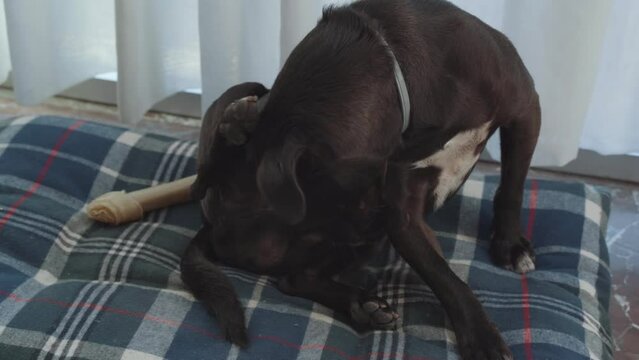 Black Male Dog Cleaning Himself On His Dog Bed In The House. close up
