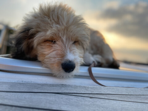 Aussiedoodle - Aussiepoo
