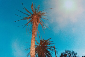 Palm tree in direct sunlight under a blue sky