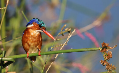 Malachite Kingfisher, Pilanesberg National Park