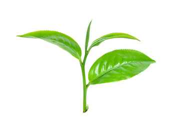 green tea leaf isolated on white.