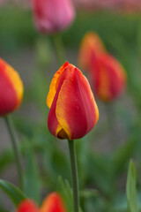 Naklejka premium Orange - Yellow tulip. Beauty of nature. Spring, youth, growth concept.