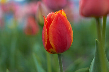Fototapeta premium Orange - Yellow tulip. Beauty of nature. Spring, youth, growth concept.