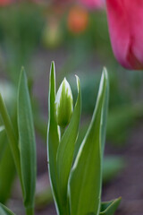 Closed bud of white tulip, spring flowers. Beauty of nature. Spring, youth, growth concept.