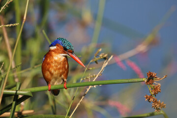 Malachite Kingfisher, Pilanesberg National Park