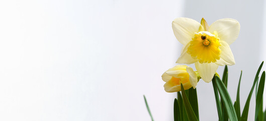 Fototapeta na wymiar Ladybug on a flower of daffodils. First spring flowers.
