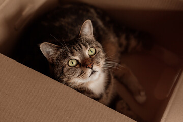 cat with green eyes lies in a cardboard box on the floor. High quality photo © Tina kids photo