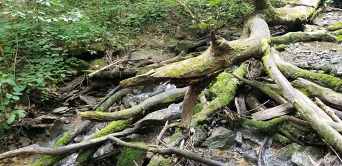 Green Lush Trees and Vegetation in Indiana Forest