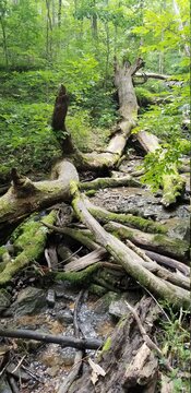 Green Lush Trees and Vegetation in Indiana Forest