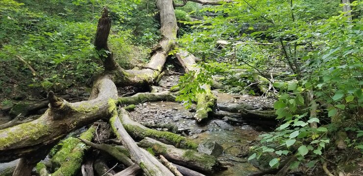 Green Lush Trees and Vegetation in Indiana Forest