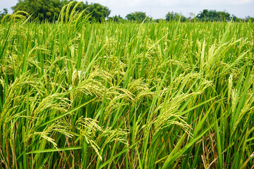Rice field. Closeup of yellow paddy rice field with green leaf and Sunlight.  Rice field on rice paddy green color lush growing is a agriculture. Closeup of yellow paddy.
