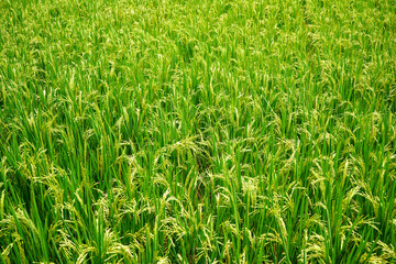 Rice field. Closeup of yellow paddy rice field with green leaf and Sunlight.  Rice field on rice paddy green color lush growing is a agriculture. Closeup of yellow paddy.