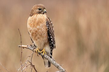 Red Shouldered Hawk