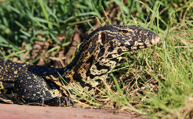 Nile Monitor, Kruger National Park