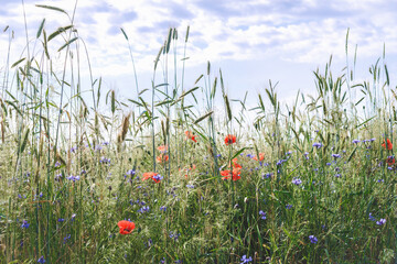 Close-up, wild flowers red poppy and cornflowers. against the backdrop of nature.
