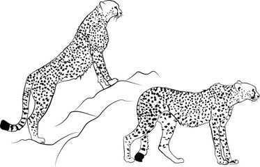 Cheetah vector line drawing