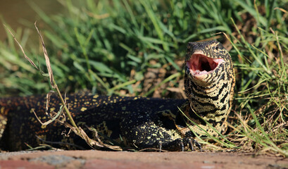 Nile Monitor, Kruger National Park