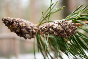 pine cones on a branch