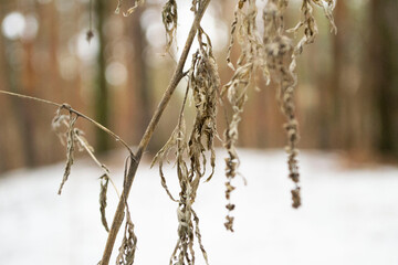 Naklejka premium Plants in the forest